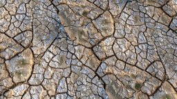 Light, dry, cracked clayey soil with plants