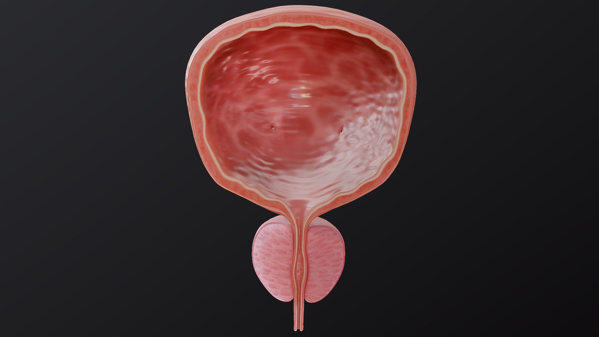 Bladder Cross Section 3d model