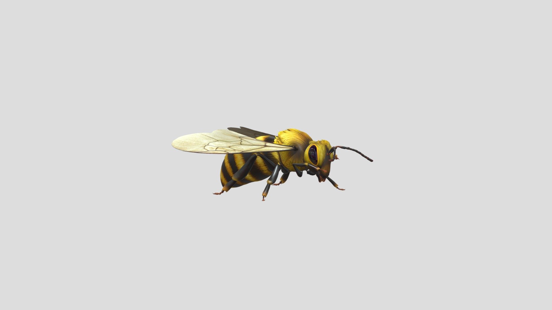 Bee 3d model