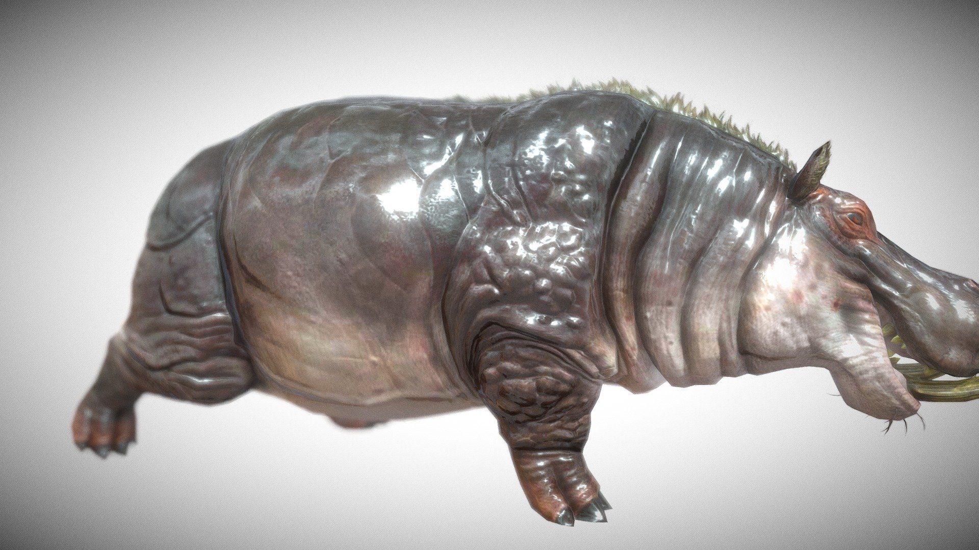 Hippopotamus 3d model