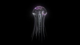 Jellyfish