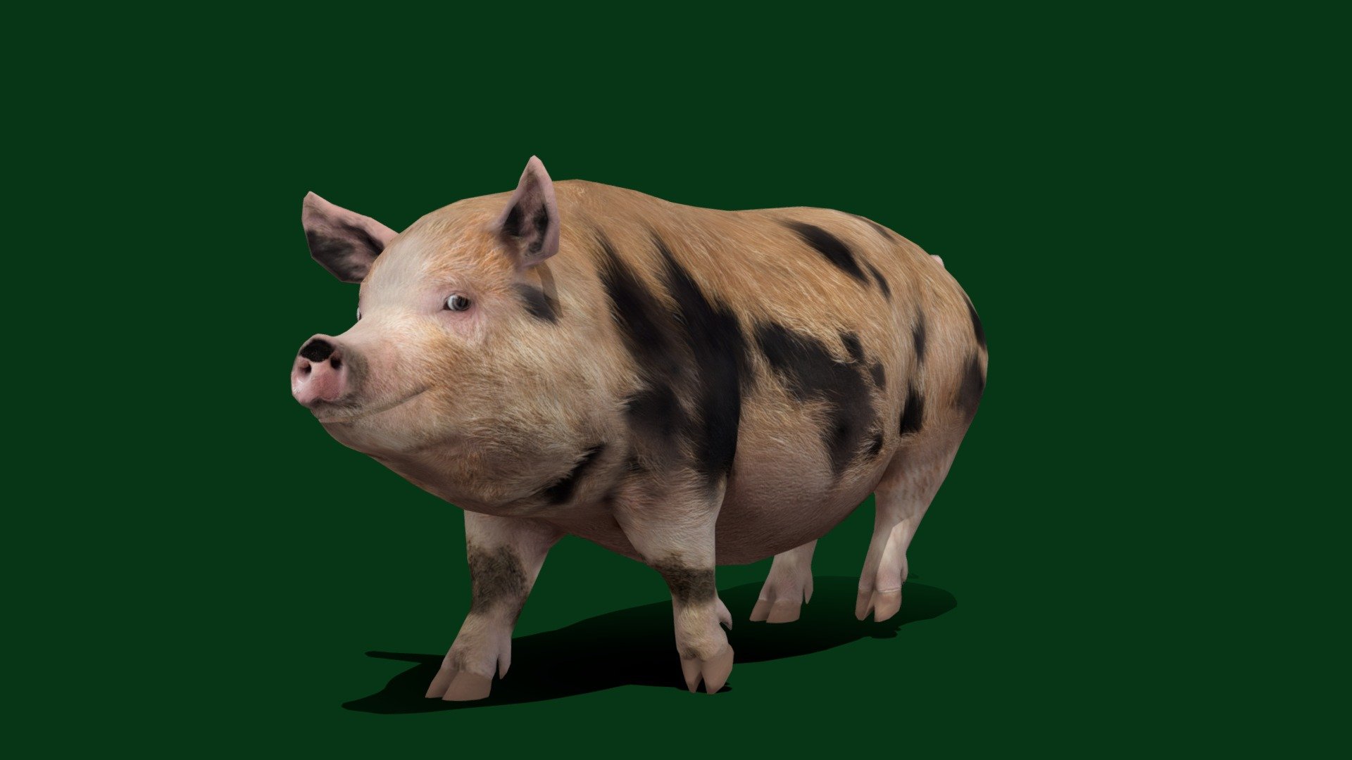 Oxford Sandy and Black Pig (Lowpoly) 3d model