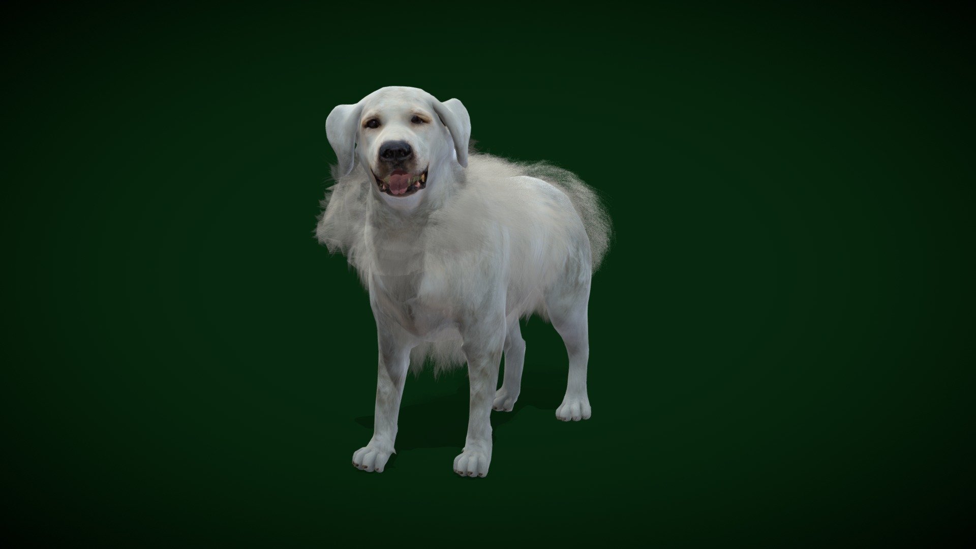 Great Pyrenees Patou Dog (GameReady) 3d model