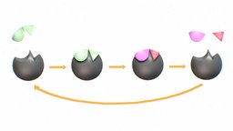 Process of Enzyme Catalysis