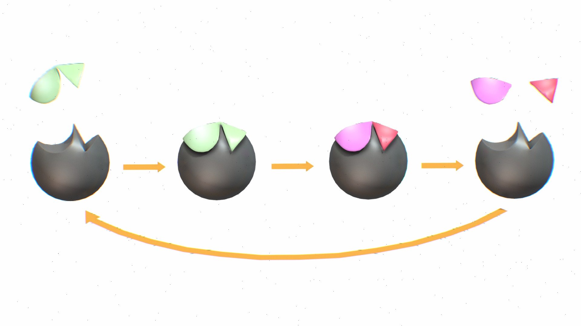 Process of Enzyme Catalysis 3d model