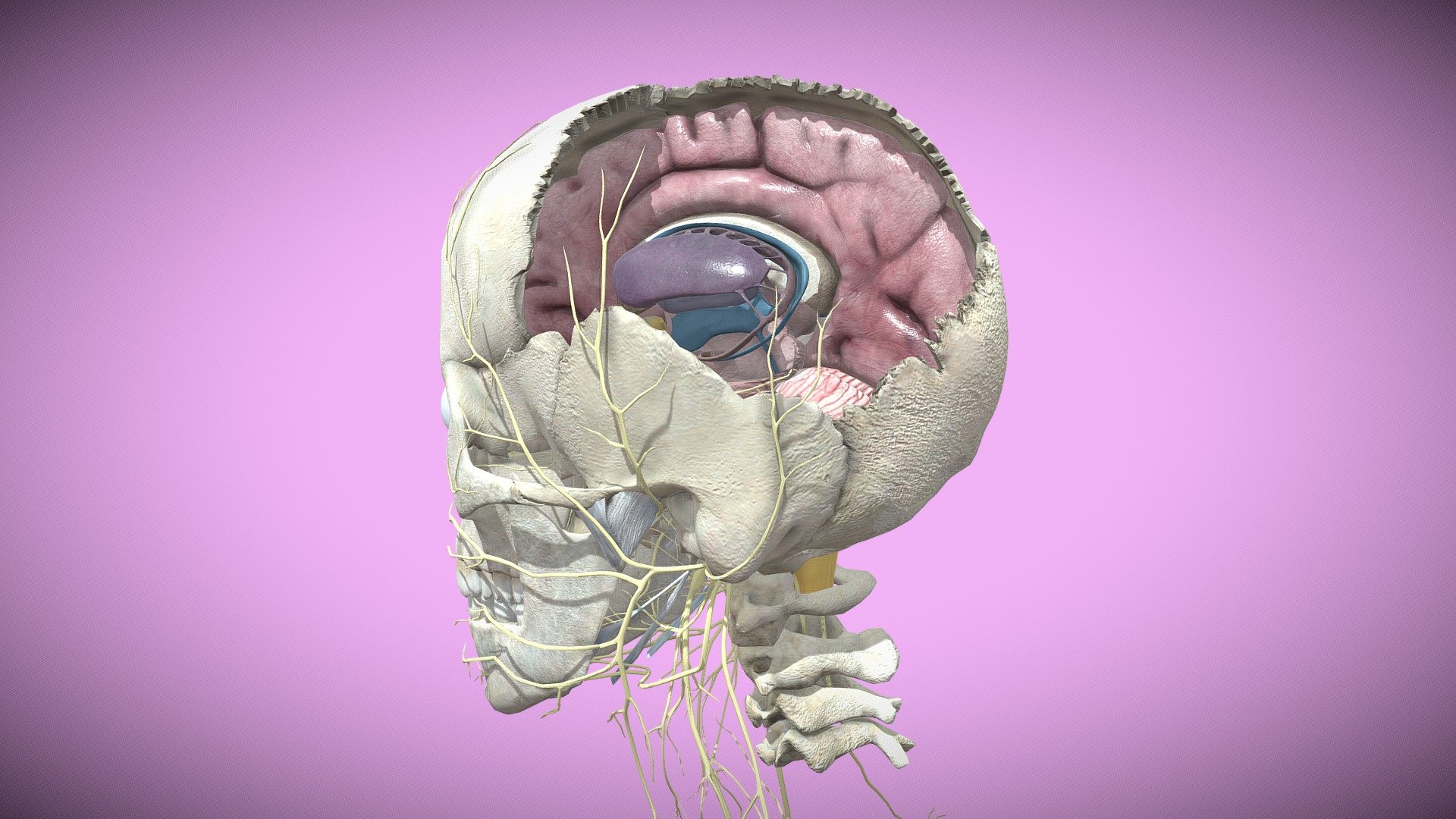 Brain 3d model