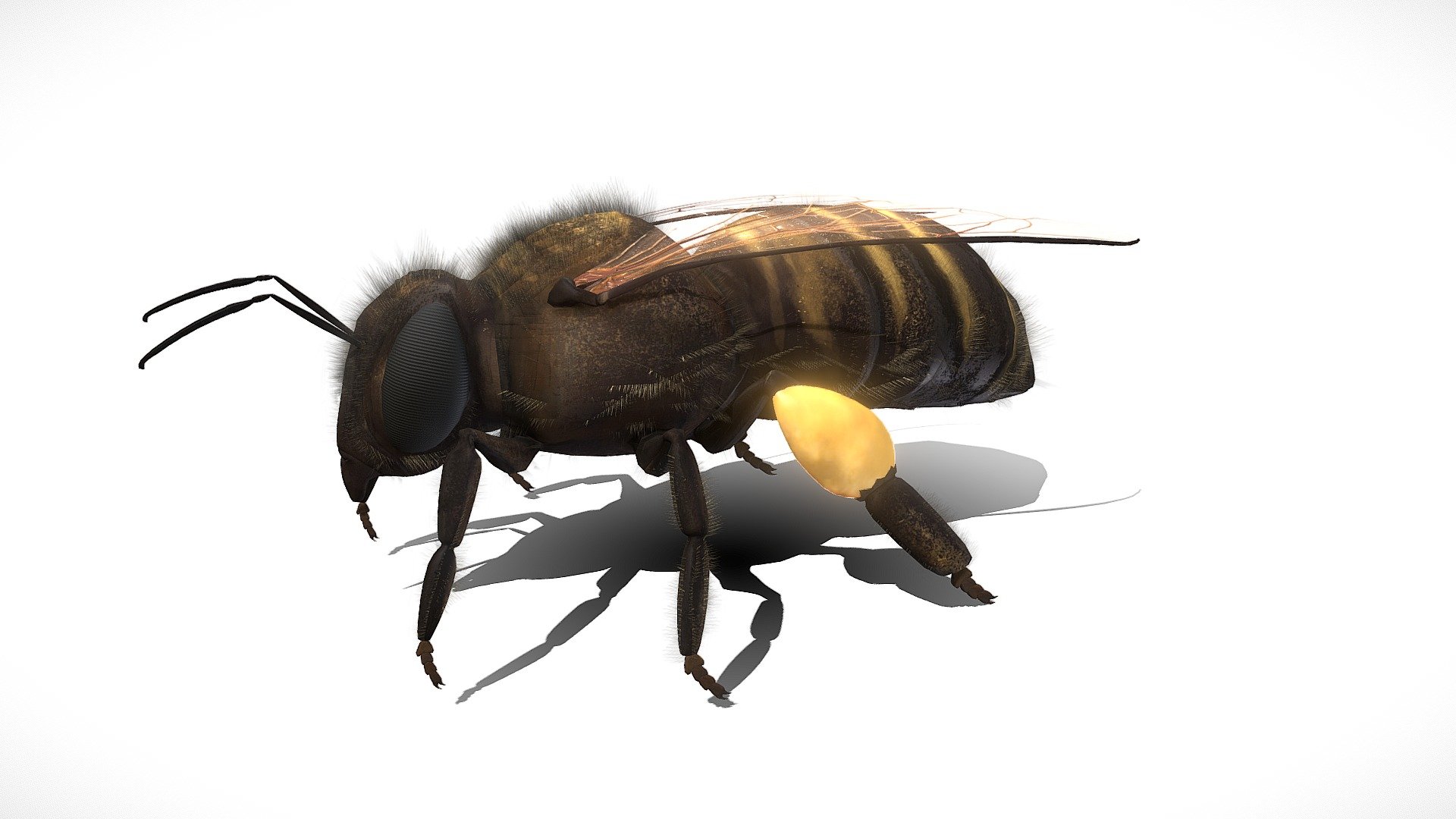 Worker Bee/Robotnica 3d model