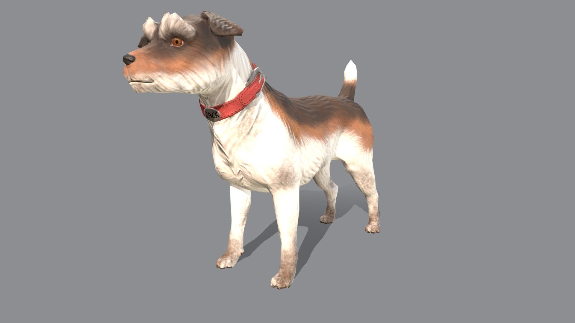 Jack the Jack Russel 3d model