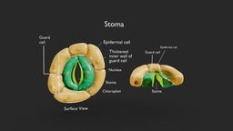 Plant Stomata Structure