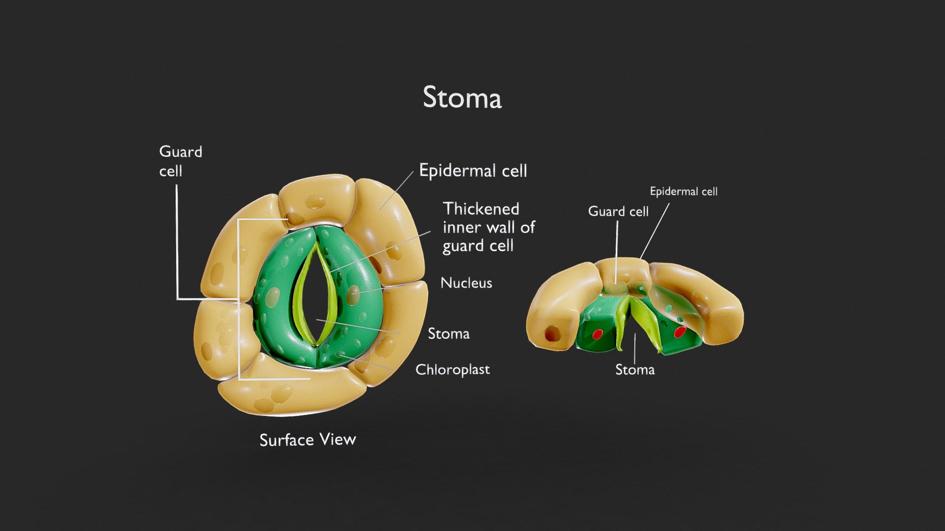 Plant Stomata Structure 3d model