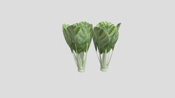 Bok choy, pak choy or Chinese chard