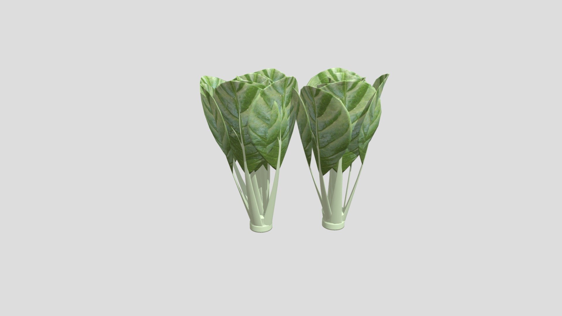 Bok choy, pak choy or Chinese chard 3d model