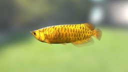 Arowana 3d model with animation