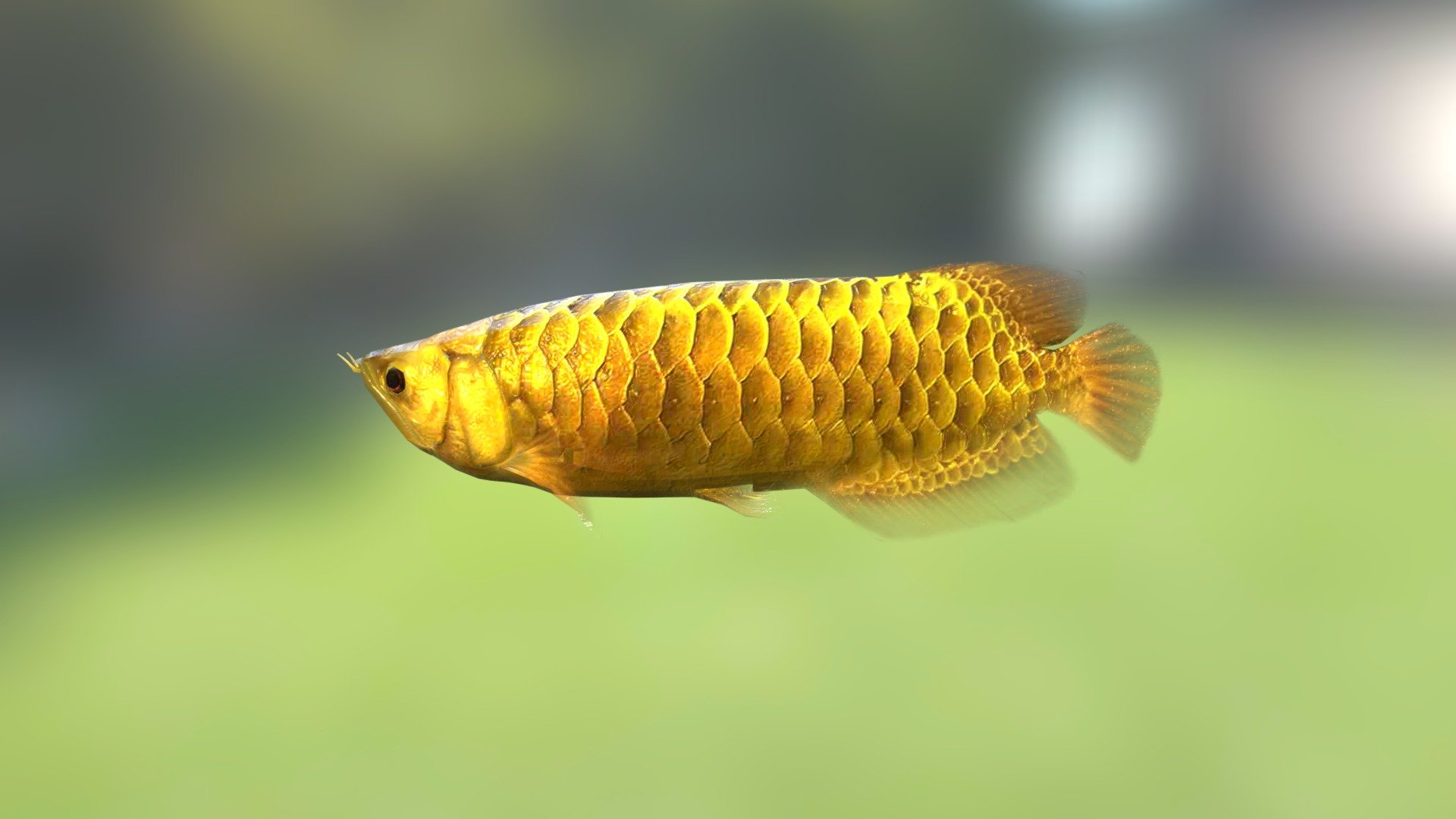 Arowana 3d model with animation 3d model