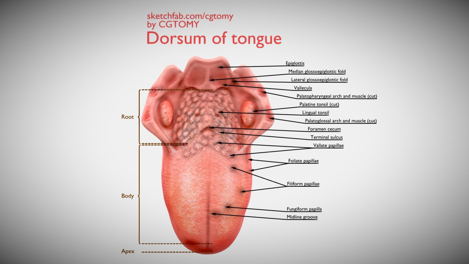 Dorsum of tongue 3d model