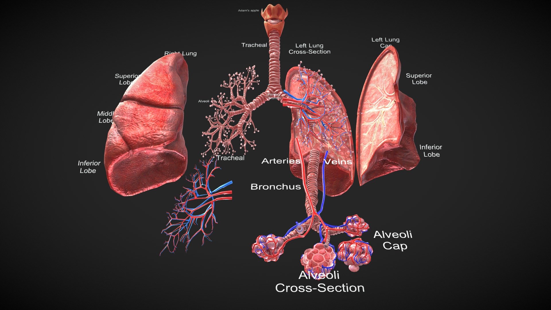 ِFull Anatomy of LUNGS 3d model