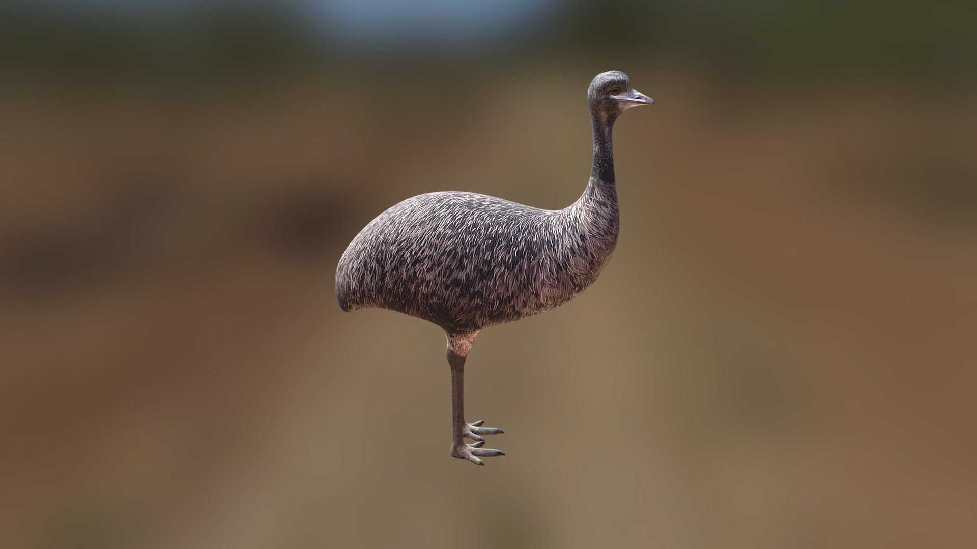 The Emu. 3d model