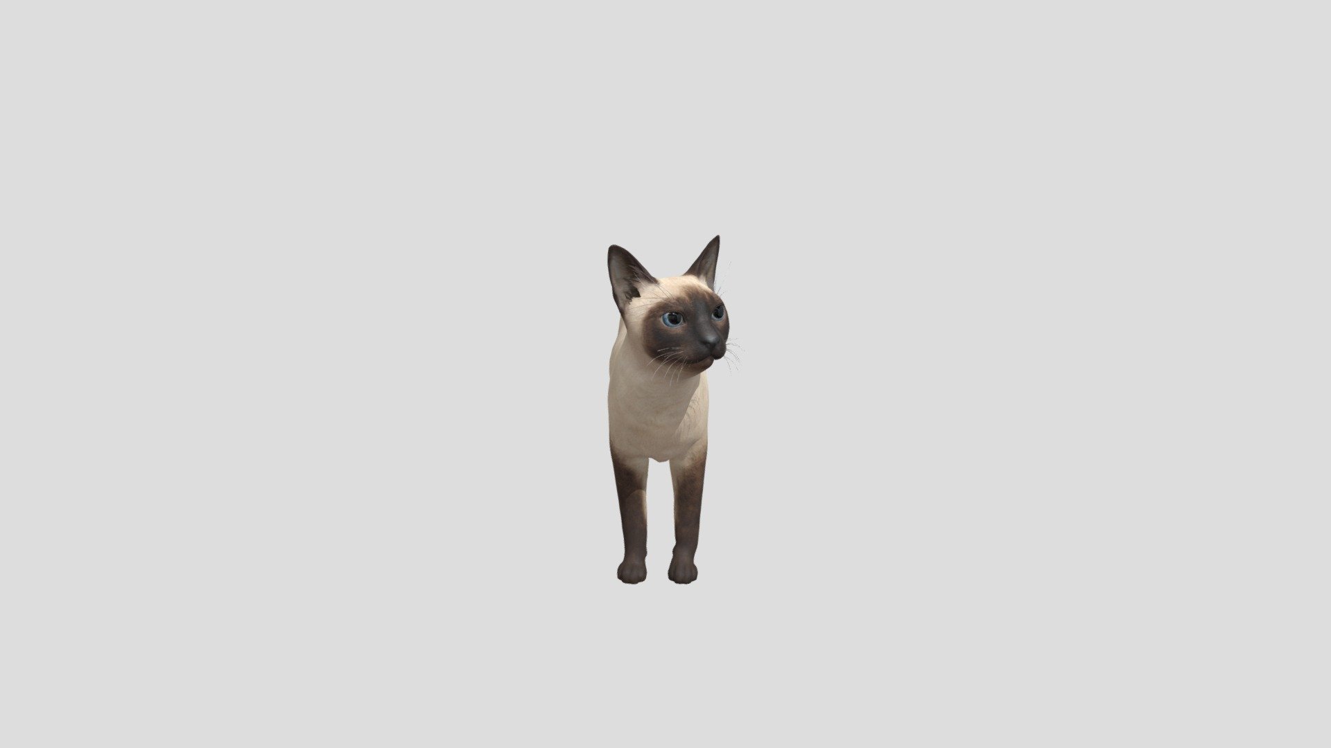 Cat Siamese 3d model