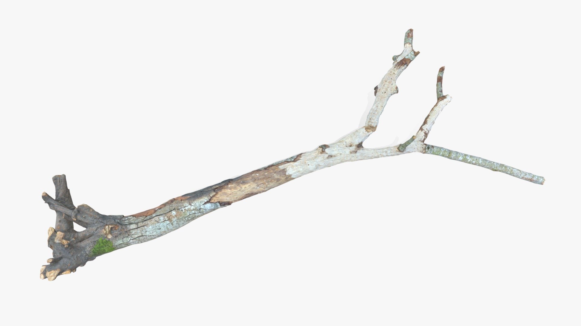 Withered Broken Tree with Roots 3d model