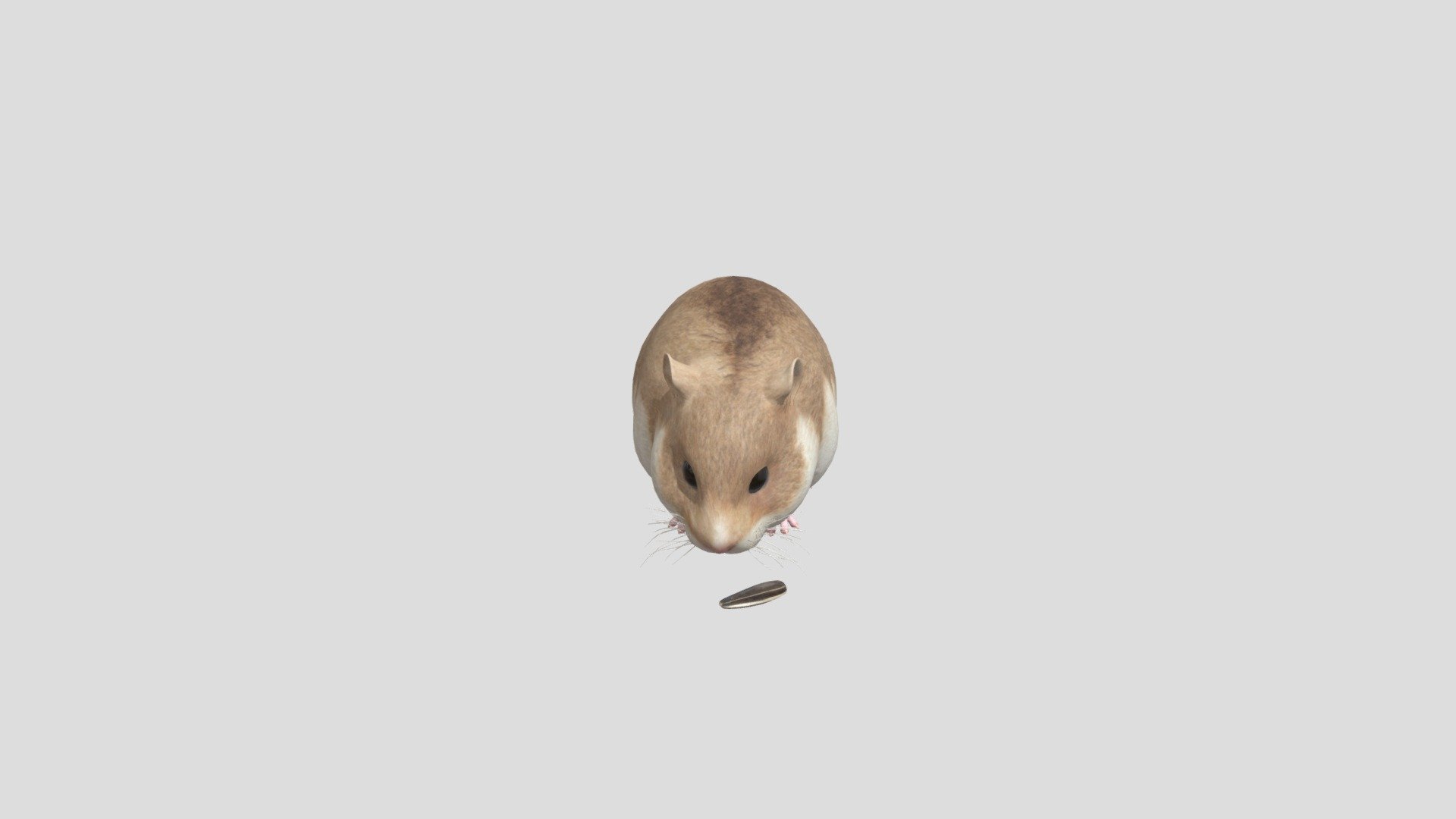 Hamster 3d model