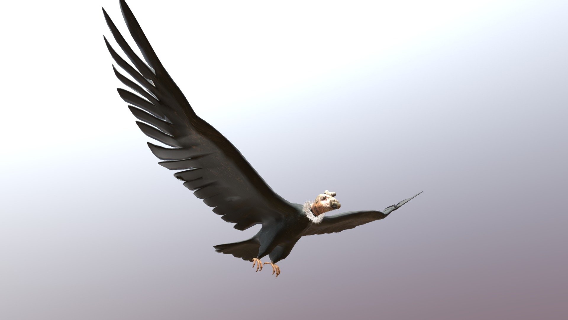 Condor Animado19 3d model