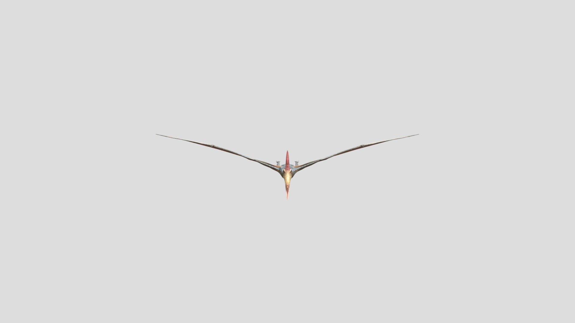 Pteranodon 3d model