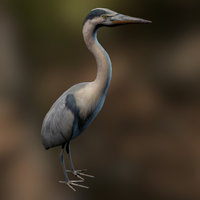 Heron