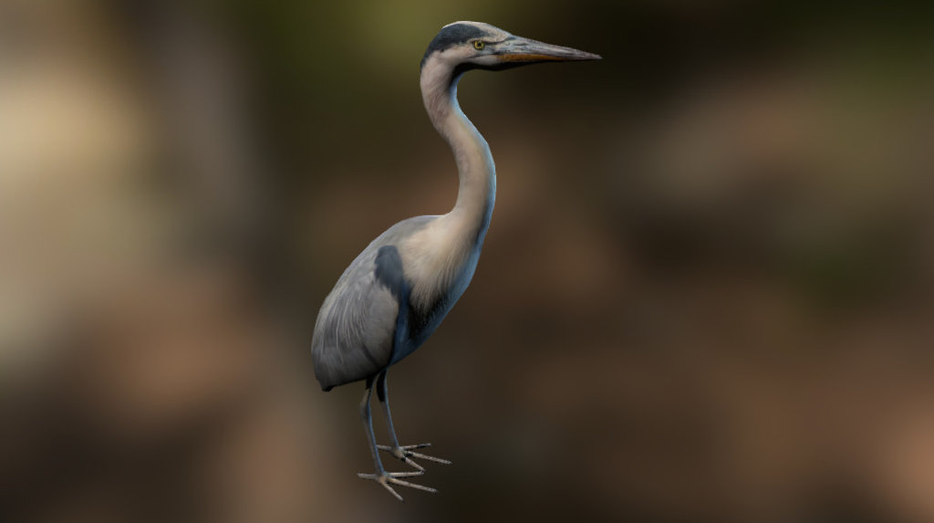 Heron 3d model