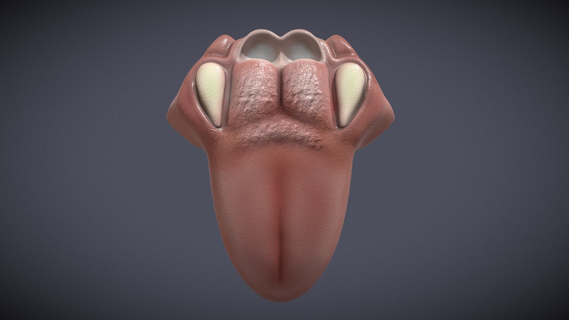 Tongue Anatomy 3d model