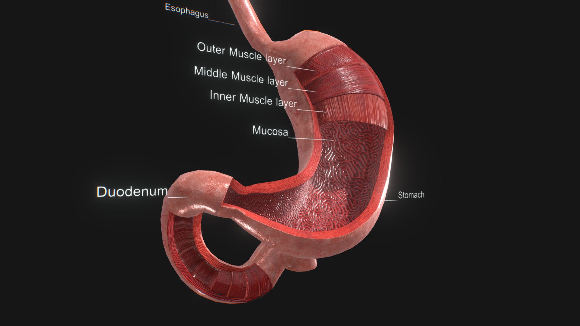 Stomach Anatomy 3D 3d model