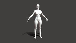 Female Basemeshes, low & high poly, rigged