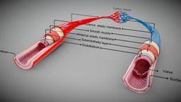 3D Blood Vessels