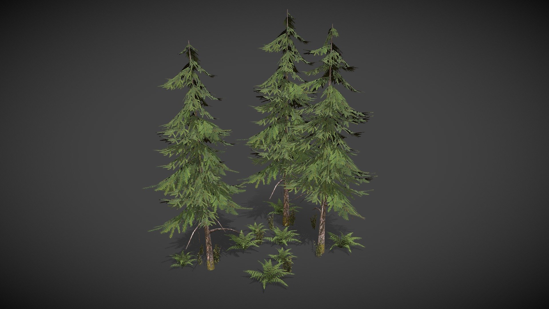 Norway Spruce 3d model