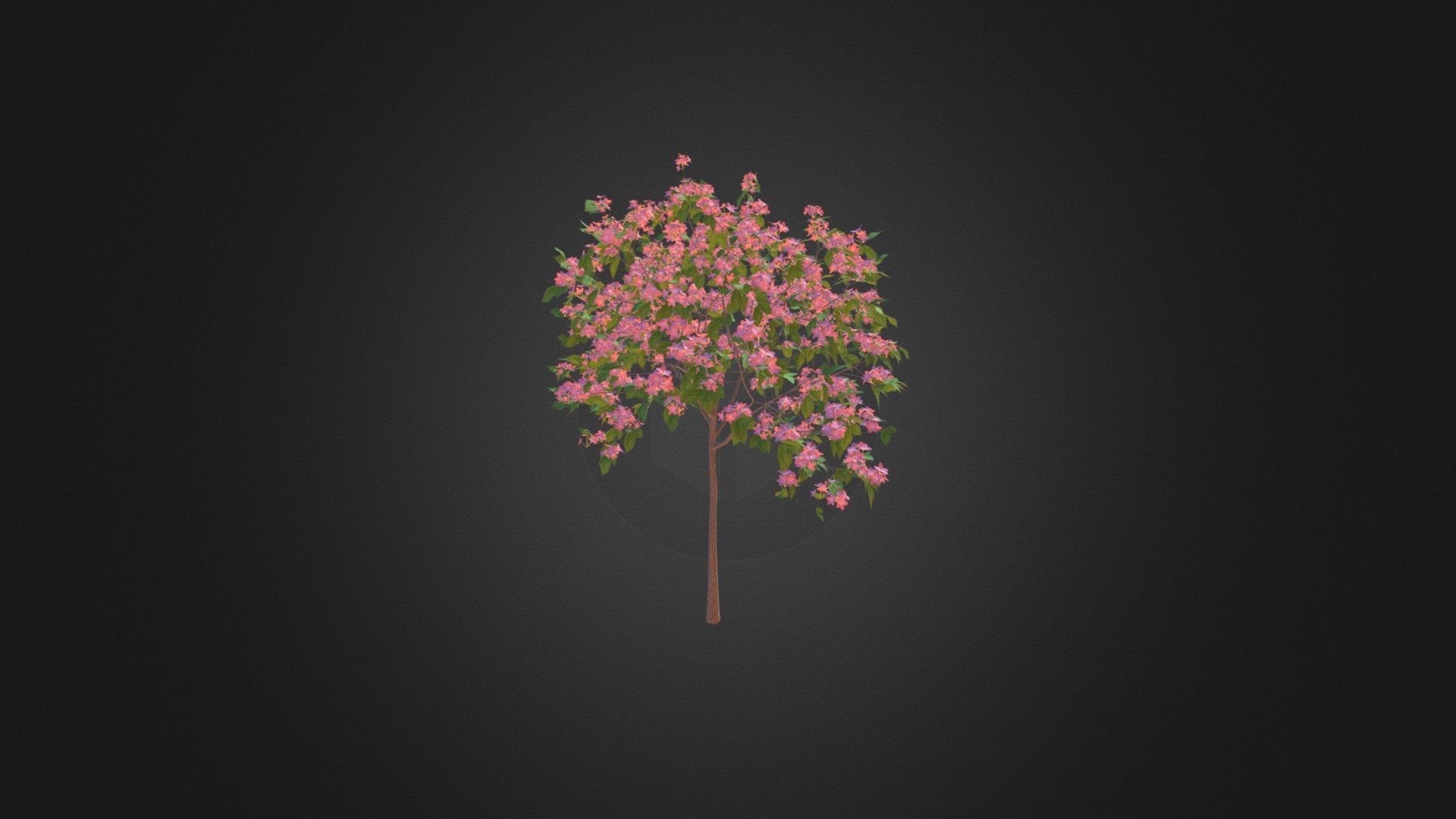 Plum Tree with Flowers 3D Model 2m 3d model