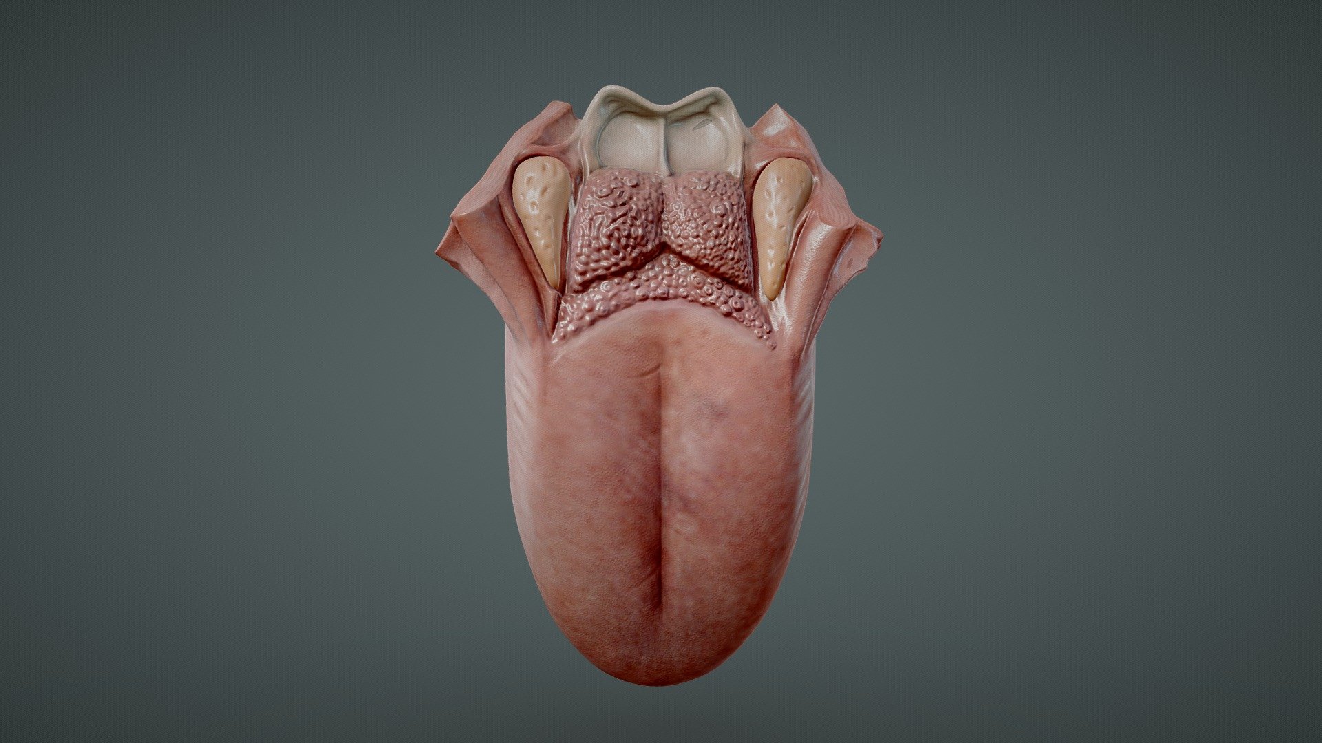 Tongue Anatomy (Dorsum of tongue) 3d model