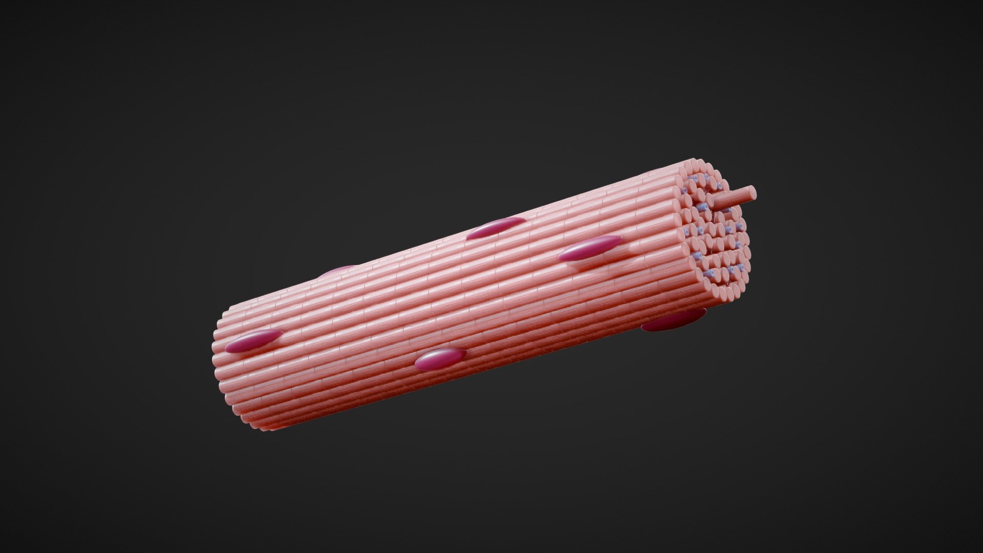 Skeletal Muscle Fiber Cross Section Anatomy 3d model