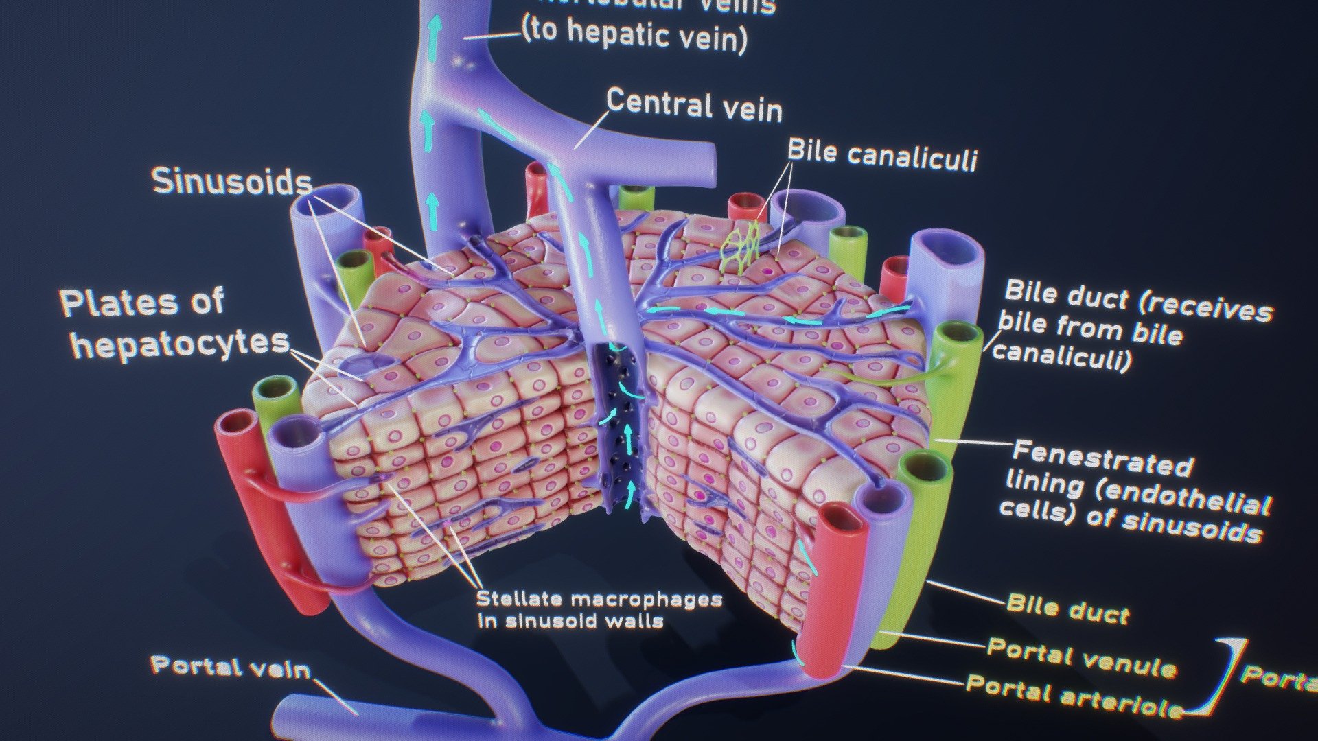 Microscopic Anatomy Of The Liver 3d model