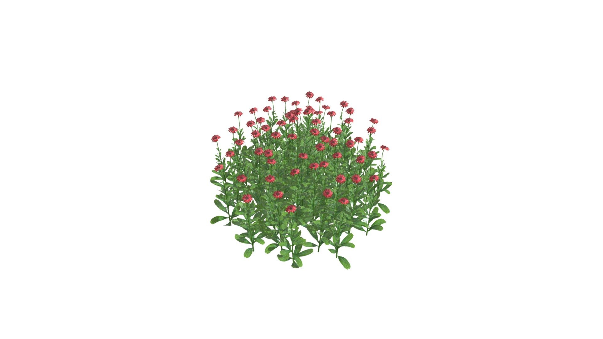 Daisy Red Flower Bush 3d model