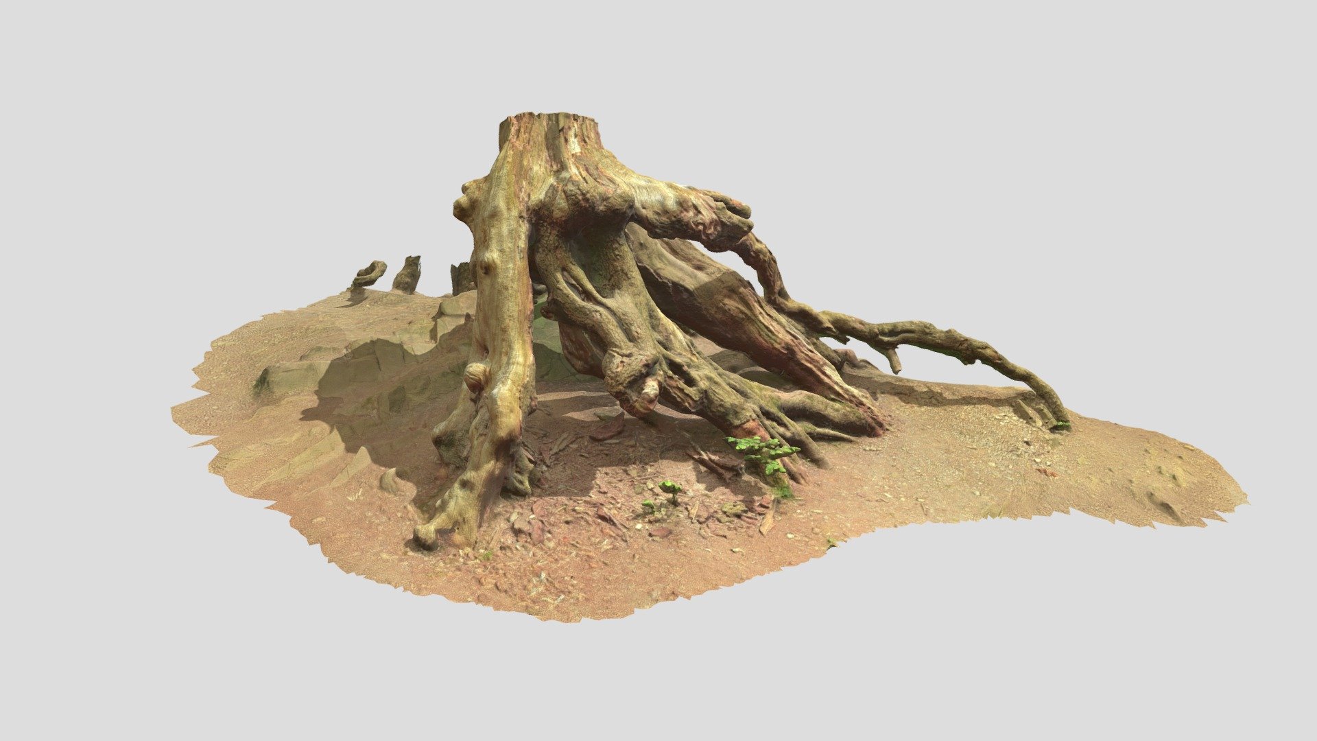 Stump Tree Roots Tree Big Scan 3d model