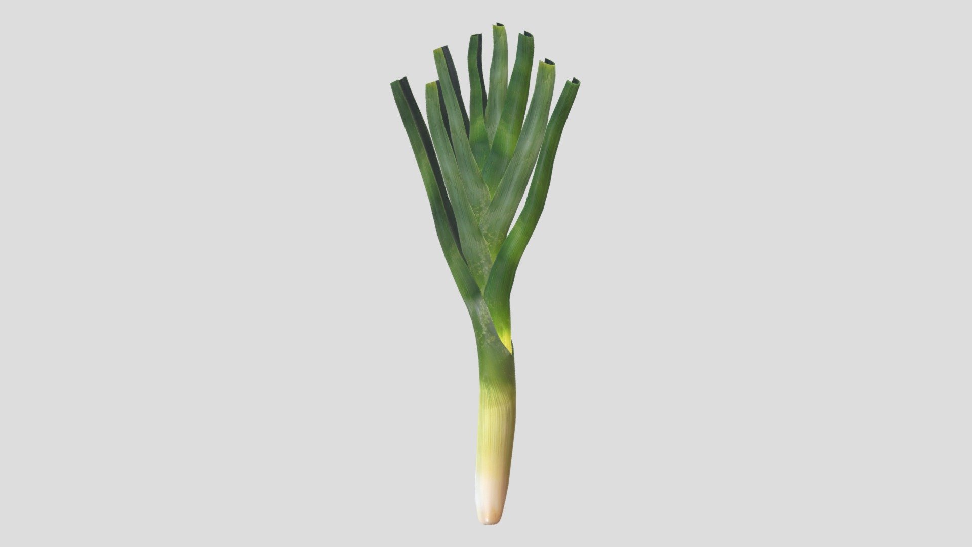 Leek Low Poly PBR Realistic 3d model