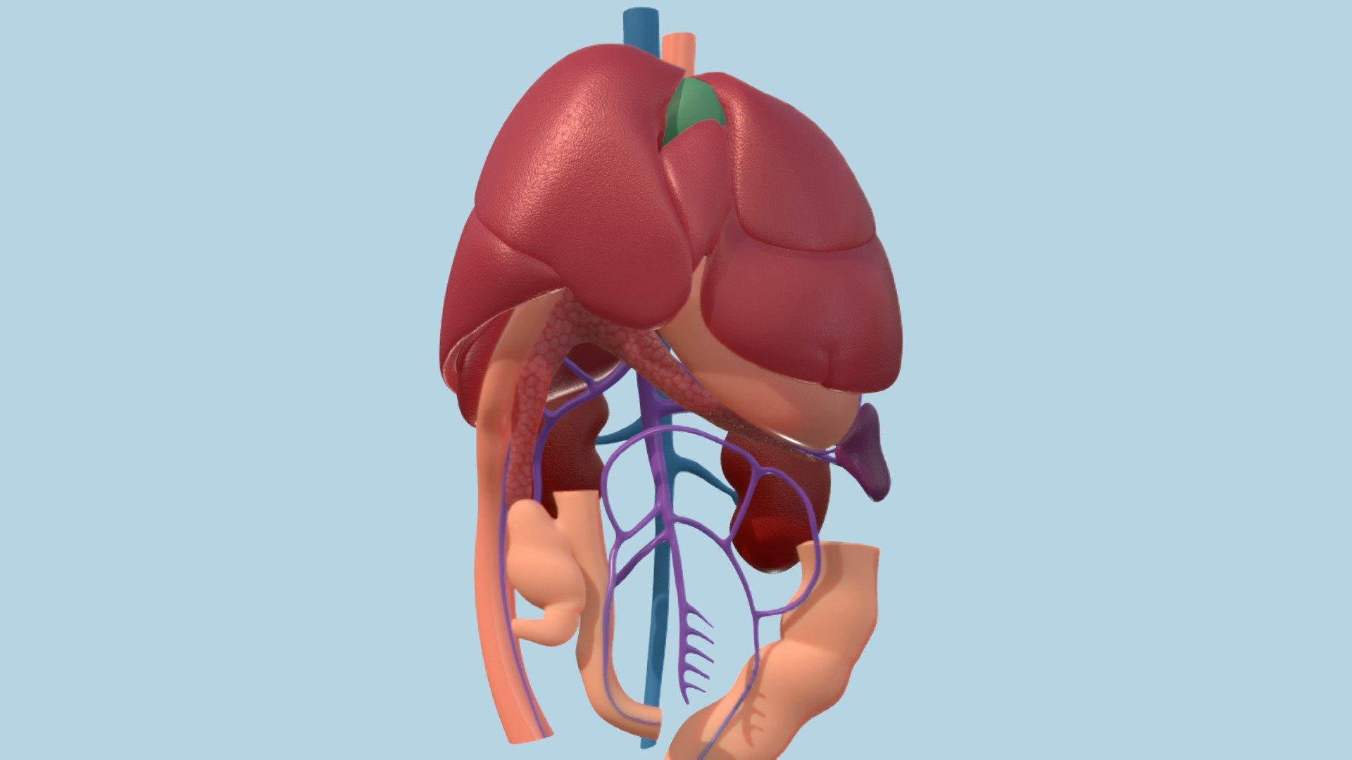 Canine abdominal anatomy 3d model