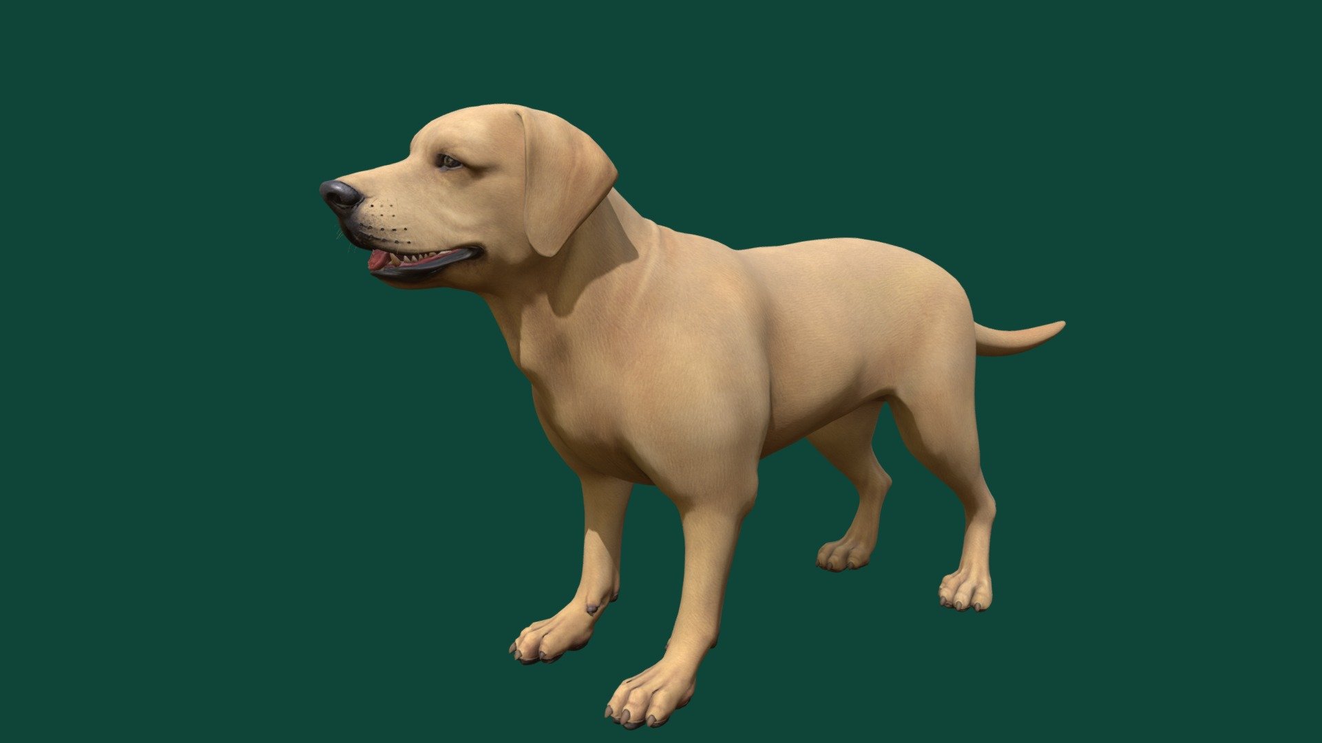 Labrador Dog 3d model