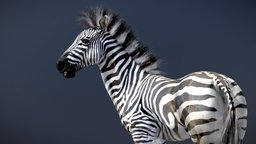 Plains Zebra