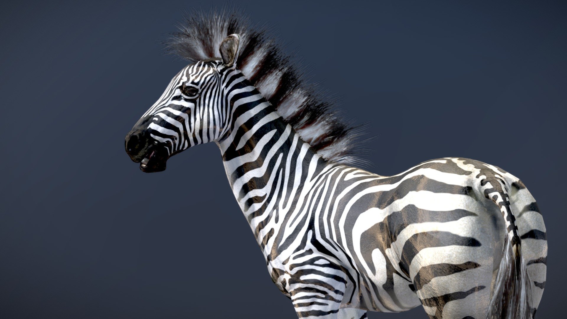 Plains Zebra 3d model