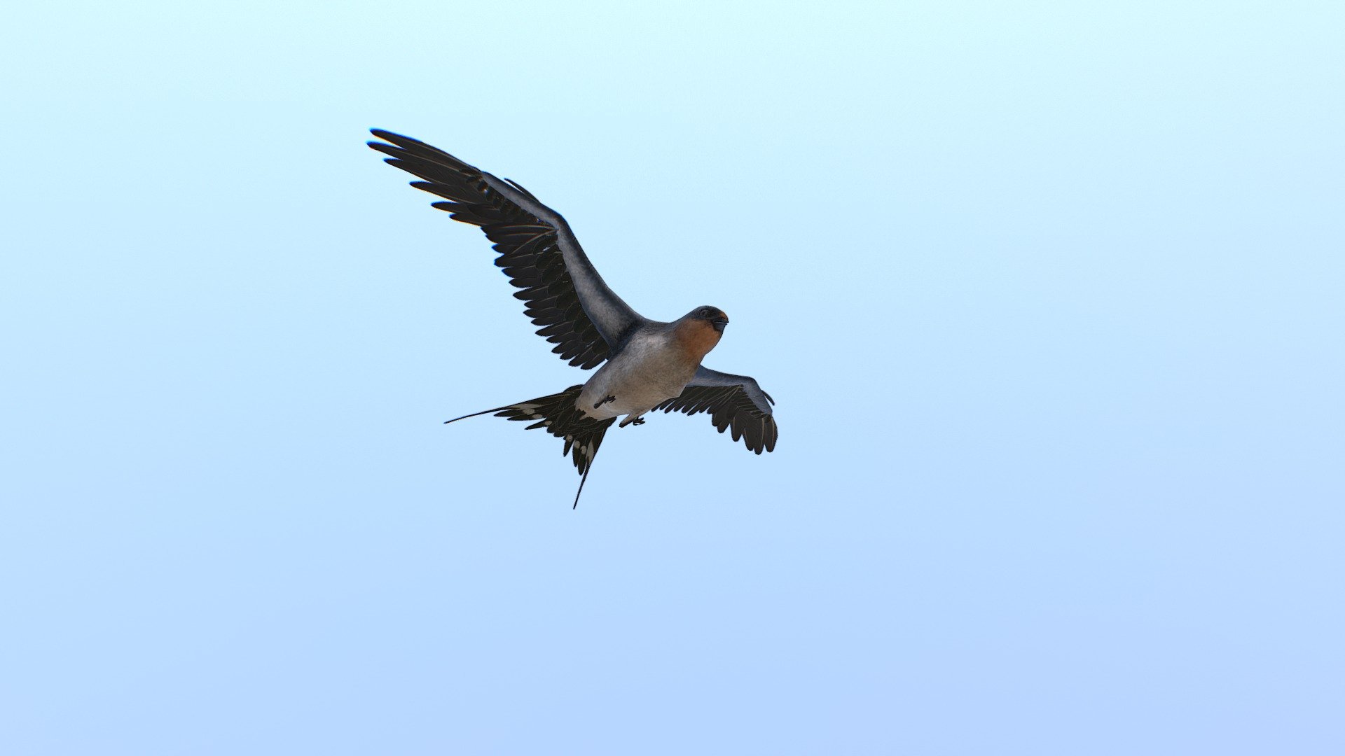 Real time swallow for a VR project 3d model