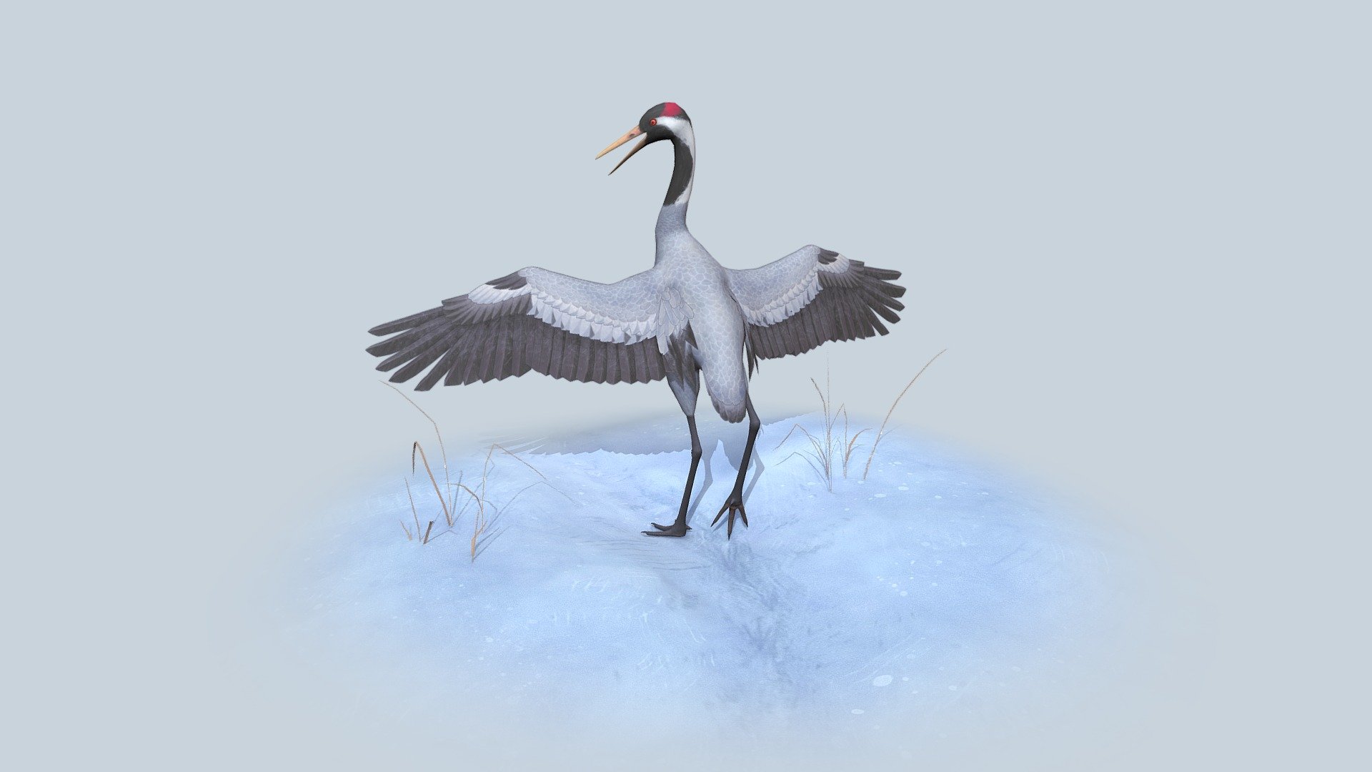 Eurasian Crane 3d model