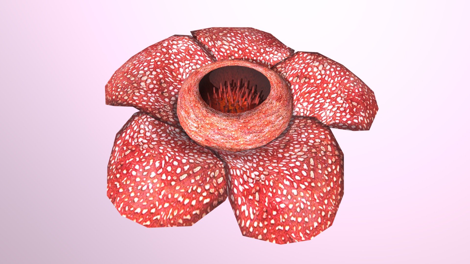 Rafflesia 3d model