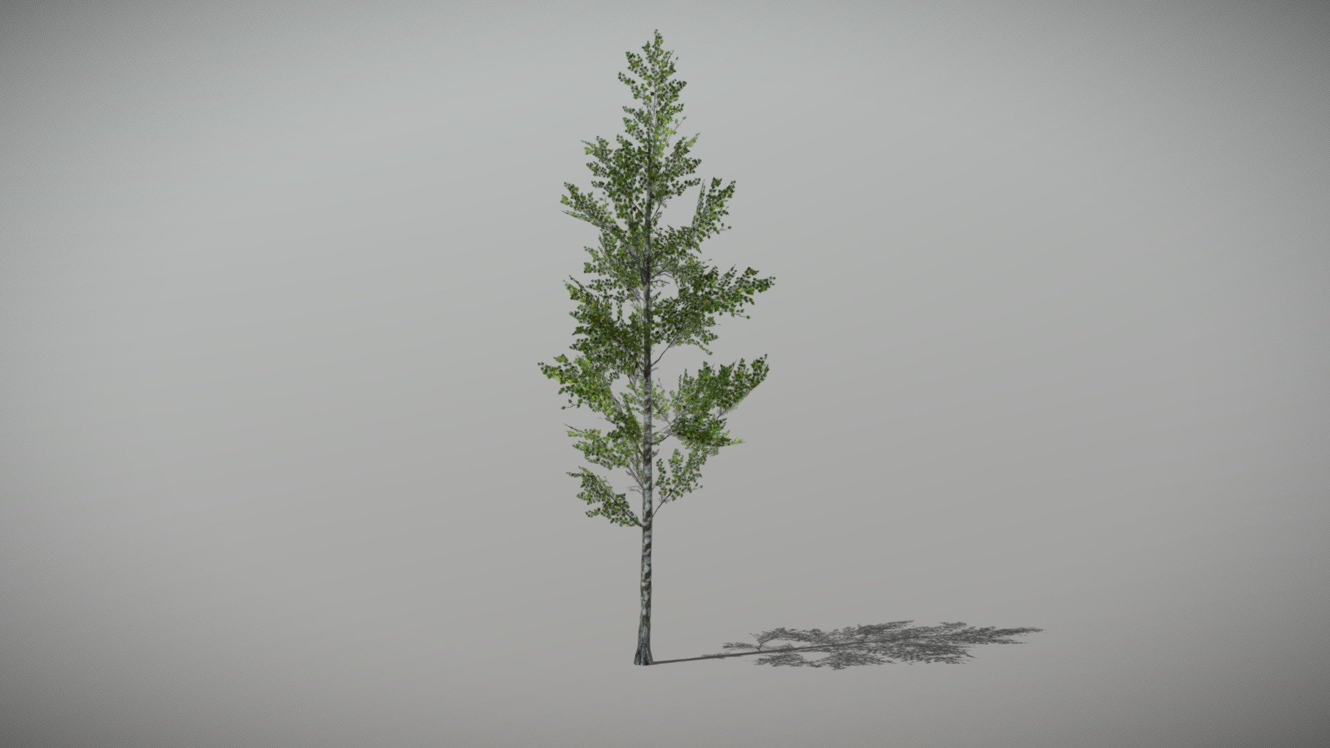 Birch 1 (Animated Tree) 3d model