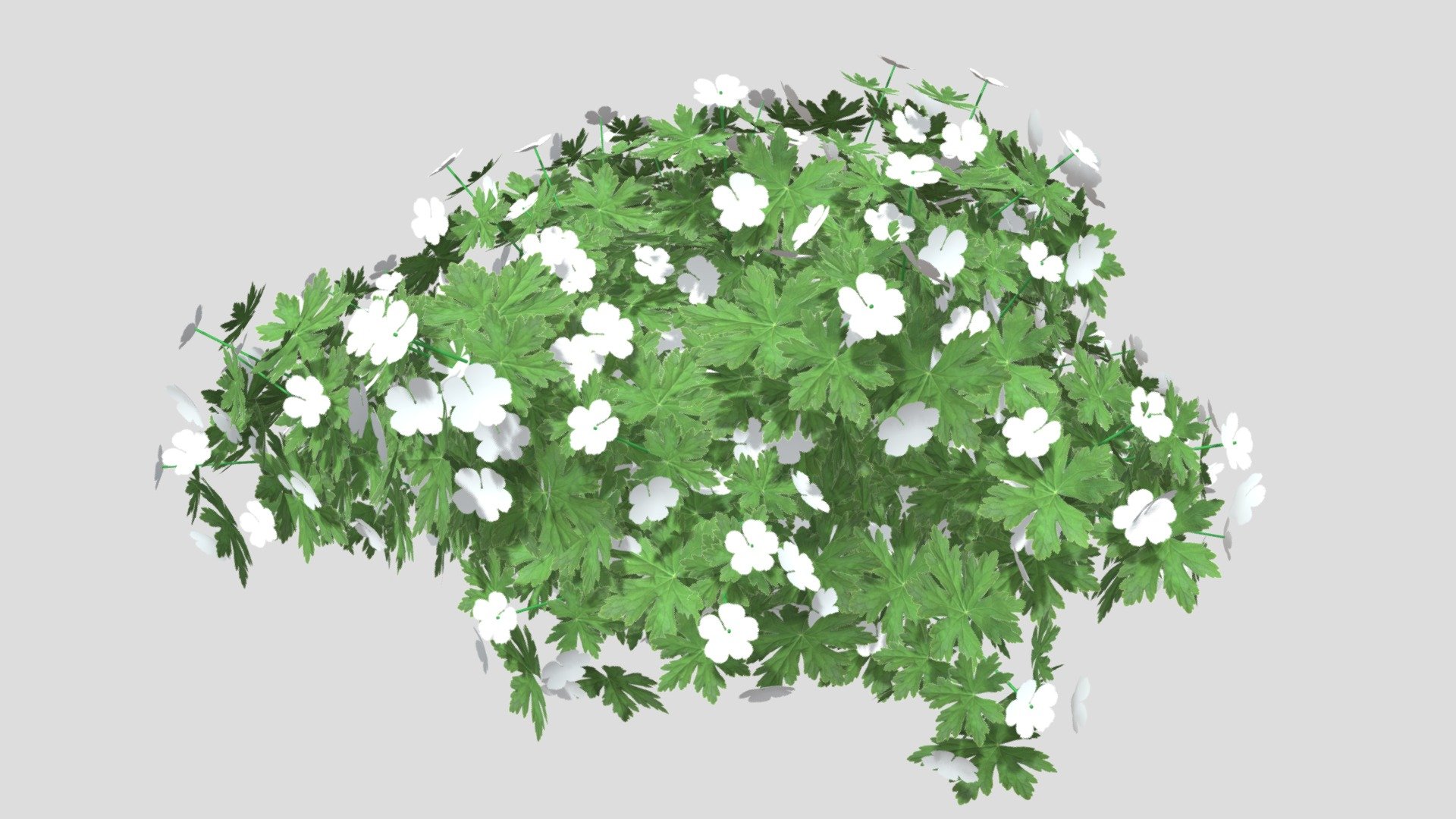 Geranium WHITE 3d model