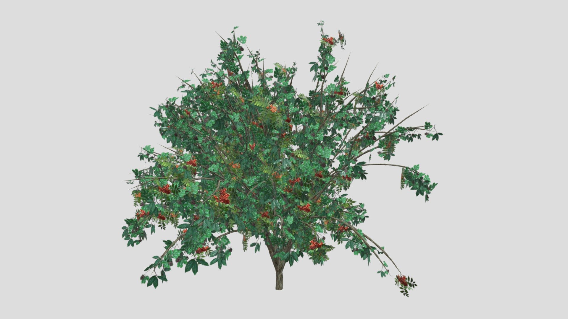 Red Elderberry 3d model